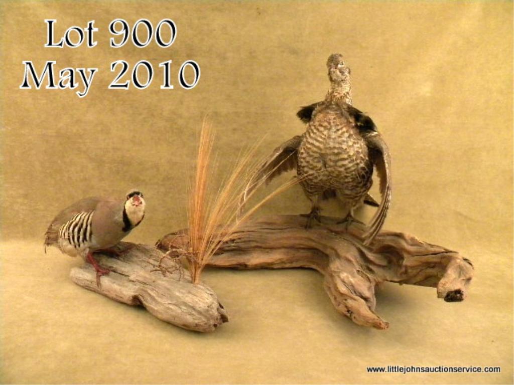 Lot of two taxidermy birds nicely mounted on driftwood and appearing to