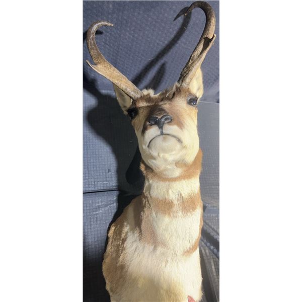 Pronghorn Antelope Taxidermy Shoulder Mount
