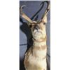 Image 1 : Pronghorn Antelope Taxidermy Shoulder Mount