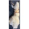 Image 2 : Pronghorn Antelope Taxidermy Shoulder Mount