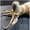 Image 3 : Pronghorn Antelope Taxidermy Shoulder Mount