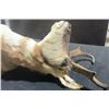 Image 4 : Pronghorn Antelope Taxidermy Shoulder Mount