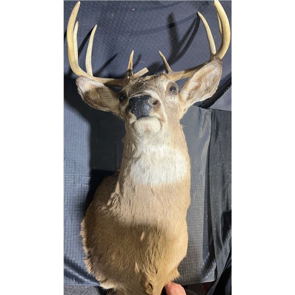 Whitetail Deer Taxidermy Shoulder Mount with Alberta Tag