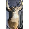 Image 1 : Whitetail Deer Taxidermy Shoulder Mount with Alberta Tag
