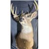 Image 2 : Whitetail Deer Taxidermy Shoulder Mount with Alberta Tag