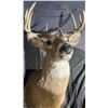 Image 3 : Whitetail Deer Taxidermy Shoulder Mount with Alberta Tag
