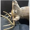 Image 4 : Whitetail Deer Taxidermy Shoulder Mount with Alberta Tag