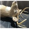 Image 5 : Whitetail Deer Taxidermy Shoulder Mount with Alberta Tag