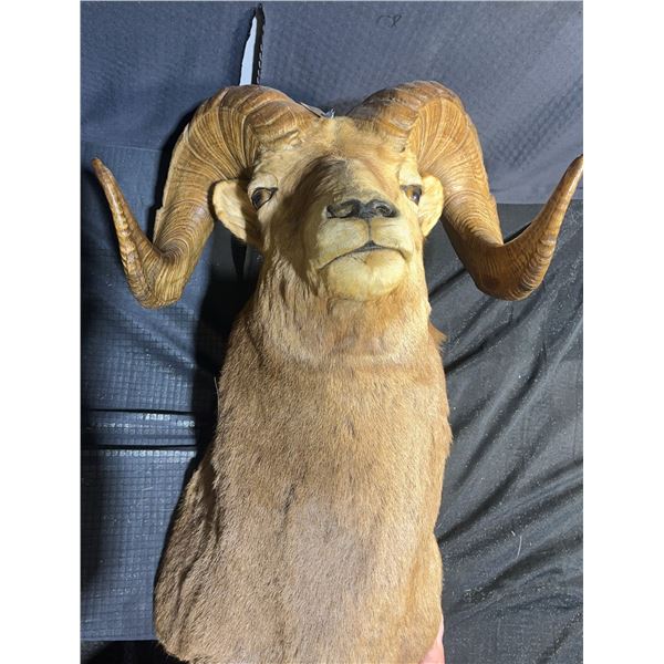 Boone and Crockett Club Ram Shoulder Mount and Hoof Ashtray