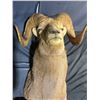 Image 1 : Boone and Crockett Club Ram Shoulder Mount and Hoof Ashtray