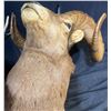 Image 3 : Boone and Crockett Club Ram Shoulder Mount and Hoof Ashtray
