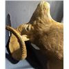 Image 4 : Boone and Crockett Club Ram Shoulder Mount and Hoof Ashtray