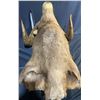 Image 5 : Boone and Crockett Club Ram Shoulder Mount and Hoof Ashtray