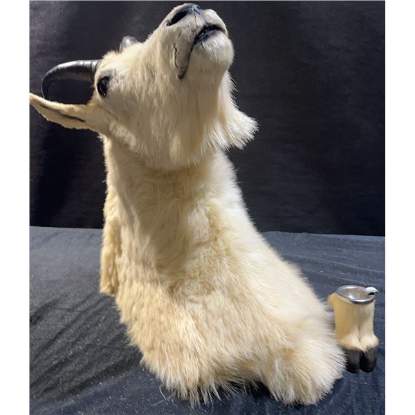 Mountain Goat Taxidermy Shoulder Mount with Hoof Ashtray
