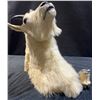 Image 1 : Mountain Goat Taxidermy Shoulder Mount with Hoof Ashtray