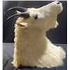 Image 2 : Mountain Goat Taxidermy Shoulder Mount with Hoof Ashtray
