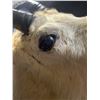 Image 6 : Mountain Goat Taxidermy Shoulder Mount with Hoof Ashtray