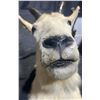 Image 7 : Mountain Goat Taxidermy Shoulder Mount with Hoof Ashtray