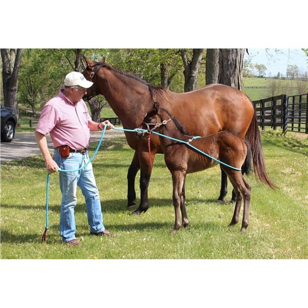 Buck-Along A-Long Training Rope Kit **COLOR TAN**