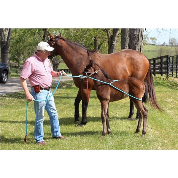 Buck-A-Long Horse Training Rope **COLOR BLACK**