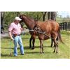 Image 1 : Buck-A-Long Horse Training Rope **COLOR BLACK**