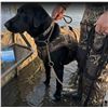 Image 1 : ASD Chain Line Collar for Dogs