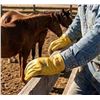 Image 1 : Watson Range Rider Deerskin Gloves L/G