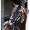 Image 1 : Stableizer Equine Restraint & Training System - ORANGE - Extra Large