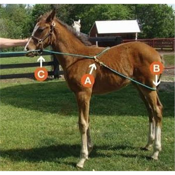 Buck-Along Long Training Rope