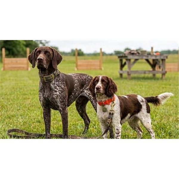 Dog Training Leash and Collar Set, 3 Pieces