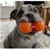 Image 1 : Bionic Ball Small Dog Toy Set of 2