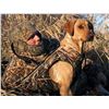 Image 1 : Avery Sporting Dog Standard Dog Parka Small