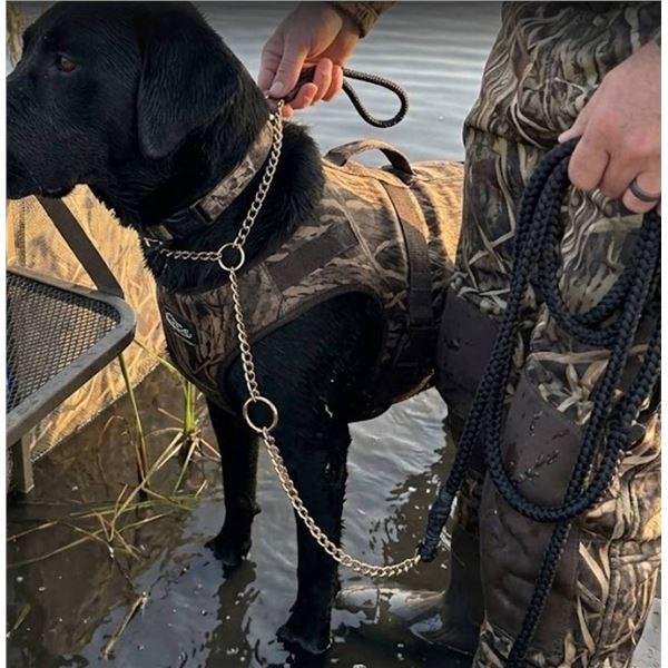 Avery Sporting Dog Chain Line Collar