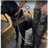 Image 1 : Avery Sporting Dog Chain Line Collar