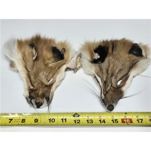 (2) Fox Pelt Heads