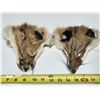 Image 1 : (2) Fox Pelt Heads