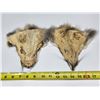 Image 2 : (2) Fox Pelt Heads