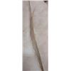 Image 4 : 10KT gold chain-broken- 1.3grams