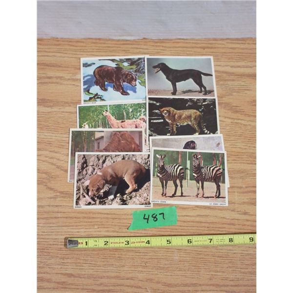 (8) Double Sided Animal Cards