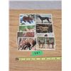 Image 1 : (8) Double Sided Animal Cards