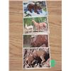 Image 2 : (8) Double Sided Animal Cards
