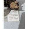 Image 4 : Carved wood Cardinals