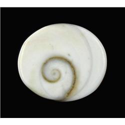 13.04ct Rare Gomti Chakra Shell (GEM-9666)