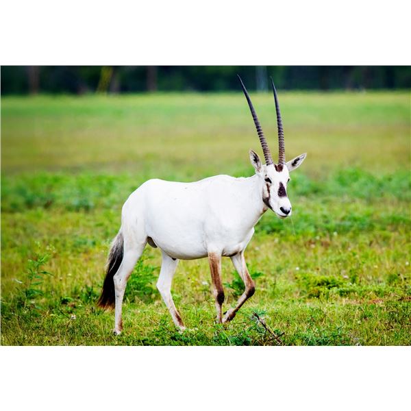 1.0 1.5 y/o Arabian Oryx