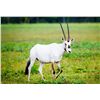 Image 1 : 1.0 1.5 y/o Arabian Oryx