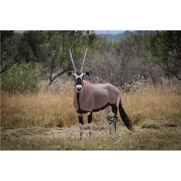 2.0 Yearling Gemsbok