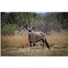 Image 1 : 2.0 Yearling Gemsbok