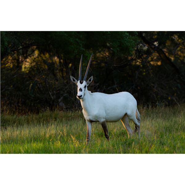 0.1 Arabian Oryx