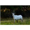 Image 1 : 0.1 Arabian Oryx