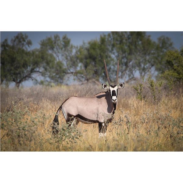 0.2 Gemsbok